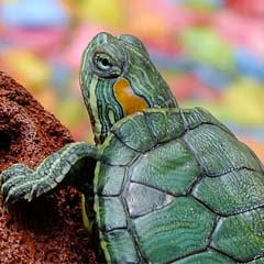 Tartaruga
