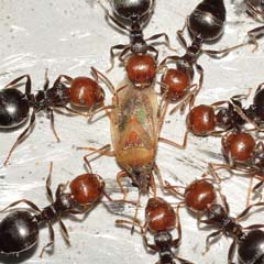 Formigas