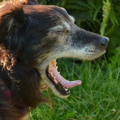 Cão