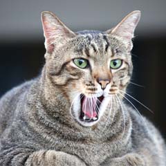 Gato gordo