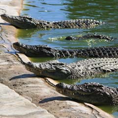 Crocodilos