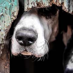 Cão
