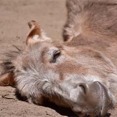 Burro
