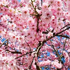 Cerejeiras em flor
