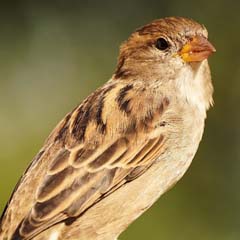 Pardal