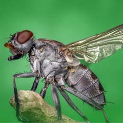 Mosca