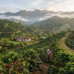 Plantação de café verdejante nas montanhas dos Andes da Colômbia sob a luz suave da manhã.