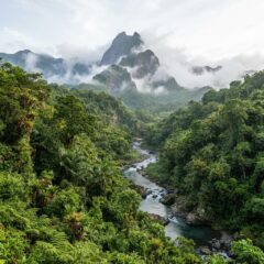 Montanhas cobertas por floresta tropical densa e névoa na ilha da Dominica.
